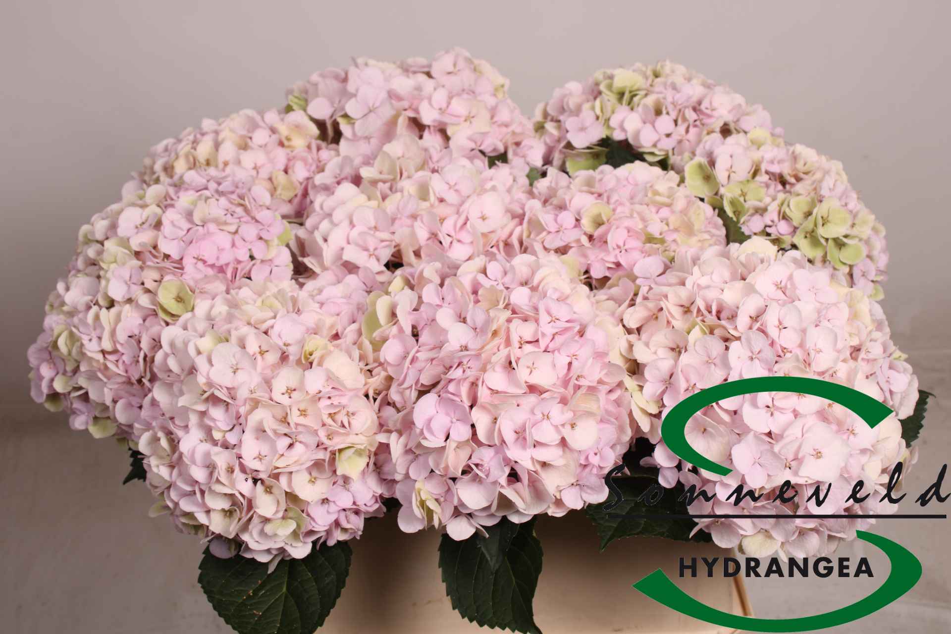 Срезанные цветы оптом Hydrangea pinky classic от 10шт из Голландии с доставкой по России