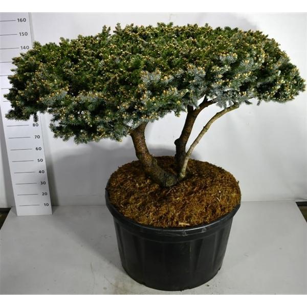 Горшечные цветы и растения оптом Picea Pungens Glauca Globosa от 1шт из Голландии с доставкой по России