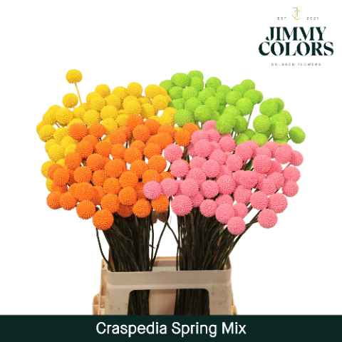 Срезанные цветы оптом Craspedia paint mix spring от 200шт из Голландии с доставкой по России