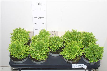 Горшечные цветы и растения оптом Selag M Jori от 9шт из Голландии с доставкой по России