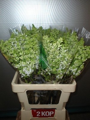 Срезанные цветы оптом Syringa madame florent stepman от 50шт из Голландии с доставкой по России