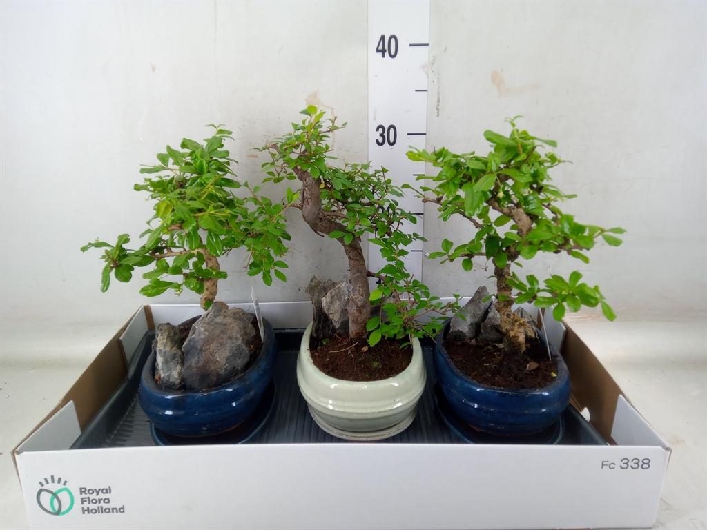 Горшечные цветы и растения оптом Bonsai   ...mix от 3шт из Голландии с доставкой по России