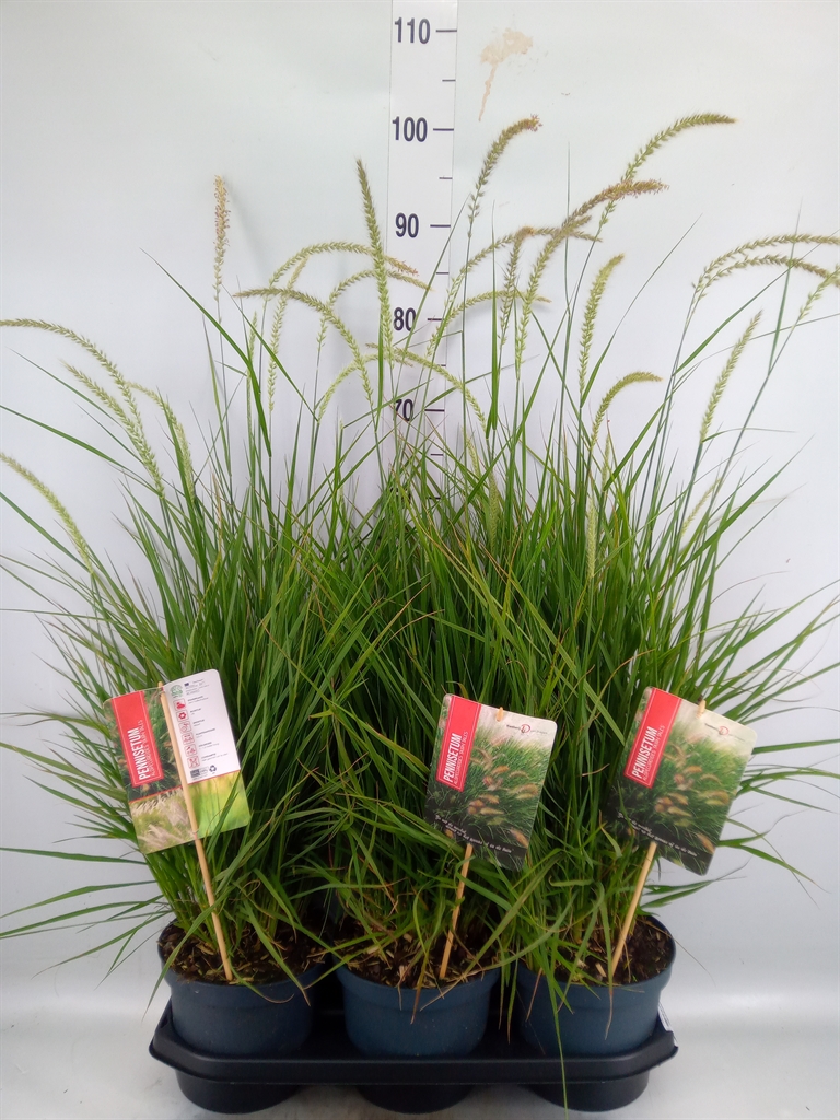 Горшечные цветы и растения оптом Pennisetum Alopec. от 3шт из Голландии с доставкой по России