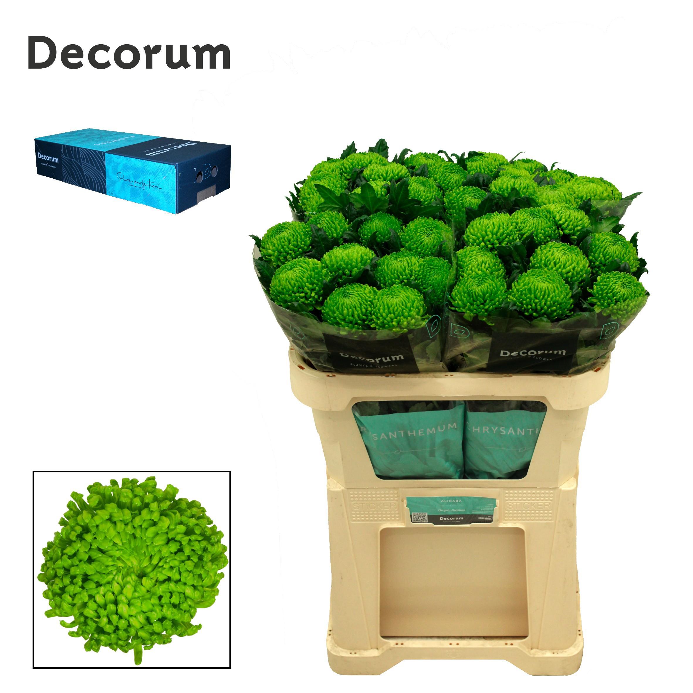 Срезанные цветы оптом Chrys bl alemani от 80шт из Голландии с доставкой по России