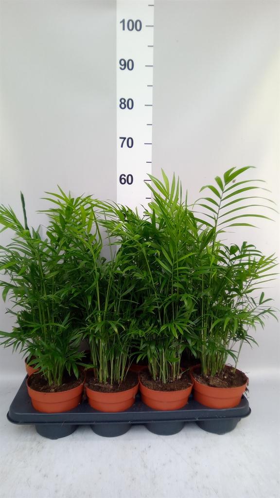 Горшечные цветы и растения оптом Chamaedorea Elegans от 8шт из Голландии с доставкой по России