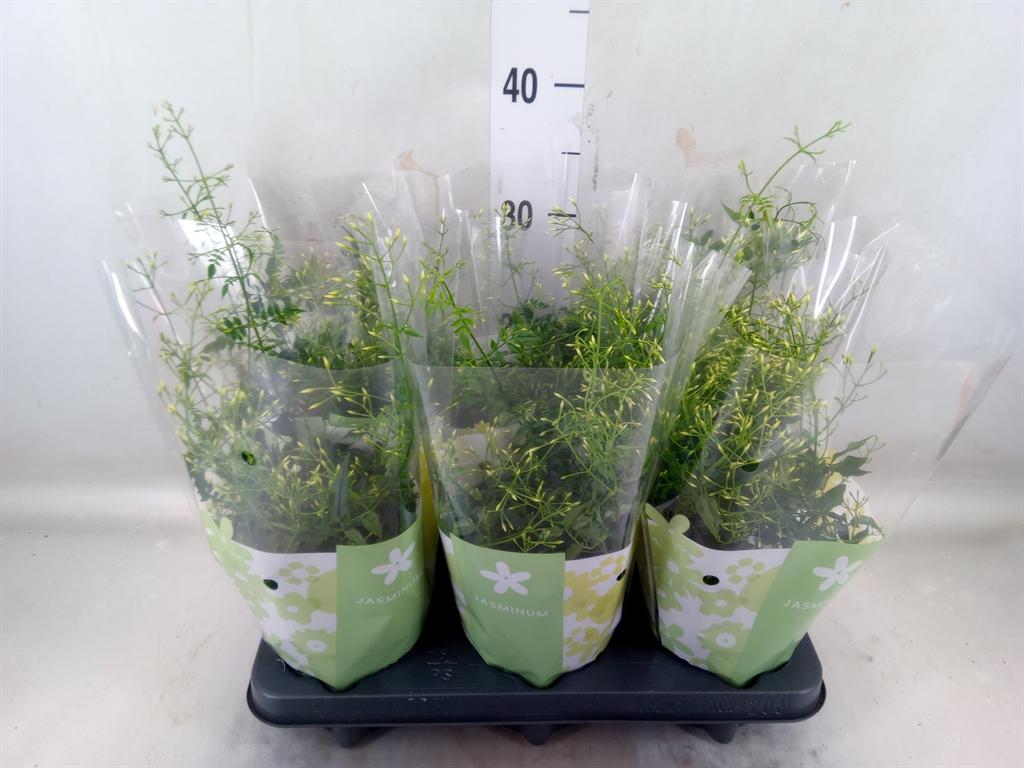 Горшечные цветы и растения оптом Jasminum Polyanthum от 6шт из Голландии с доставкой по России