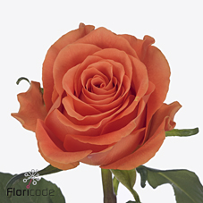 Срезанные цветы оптом Rosa large on fire от 50шт из Голландии с доставкой по России