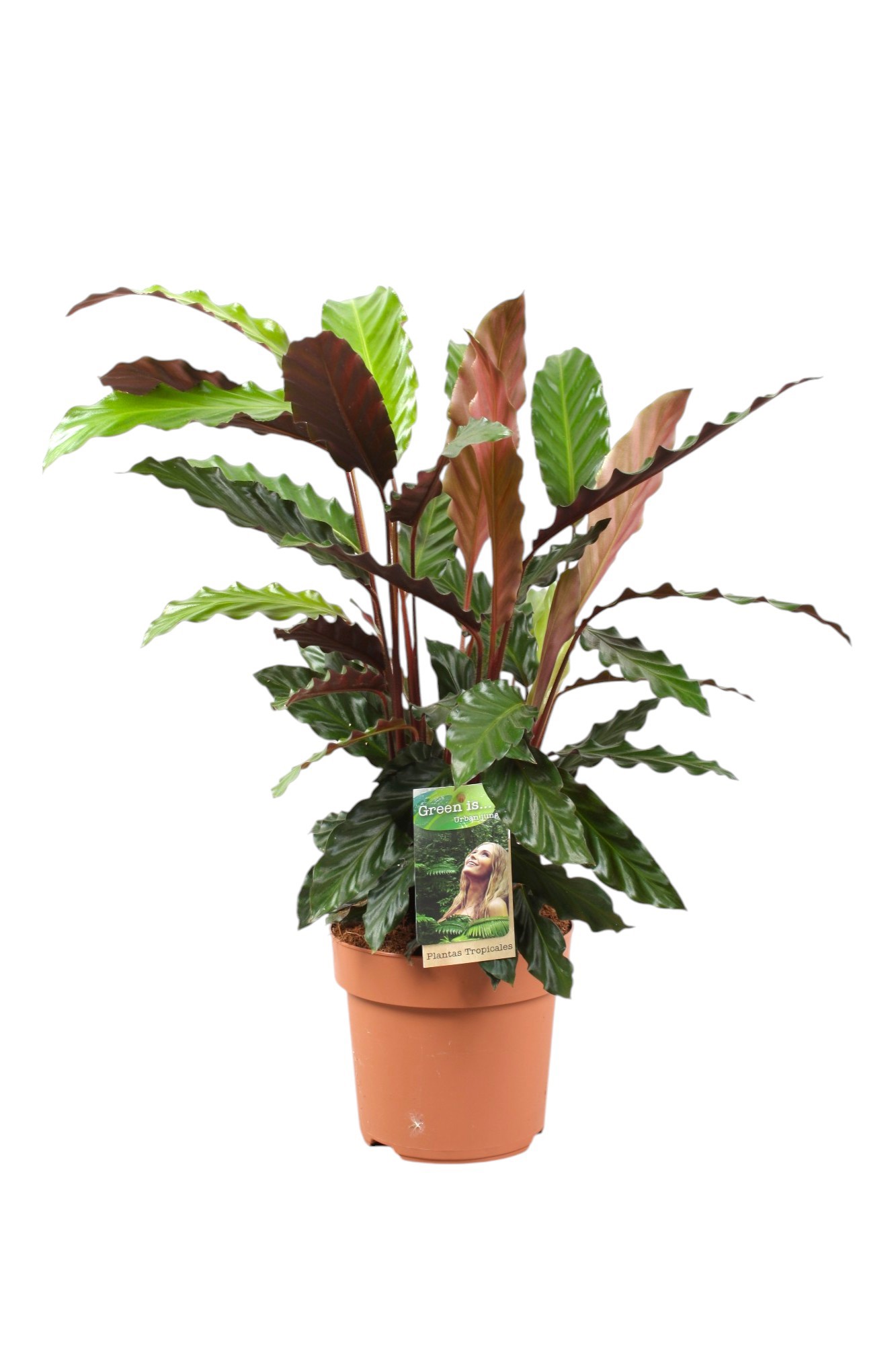 Горшечные цветы и растения оптом Calathea Rufibarba от 1шт из Голландии с доставкой по России