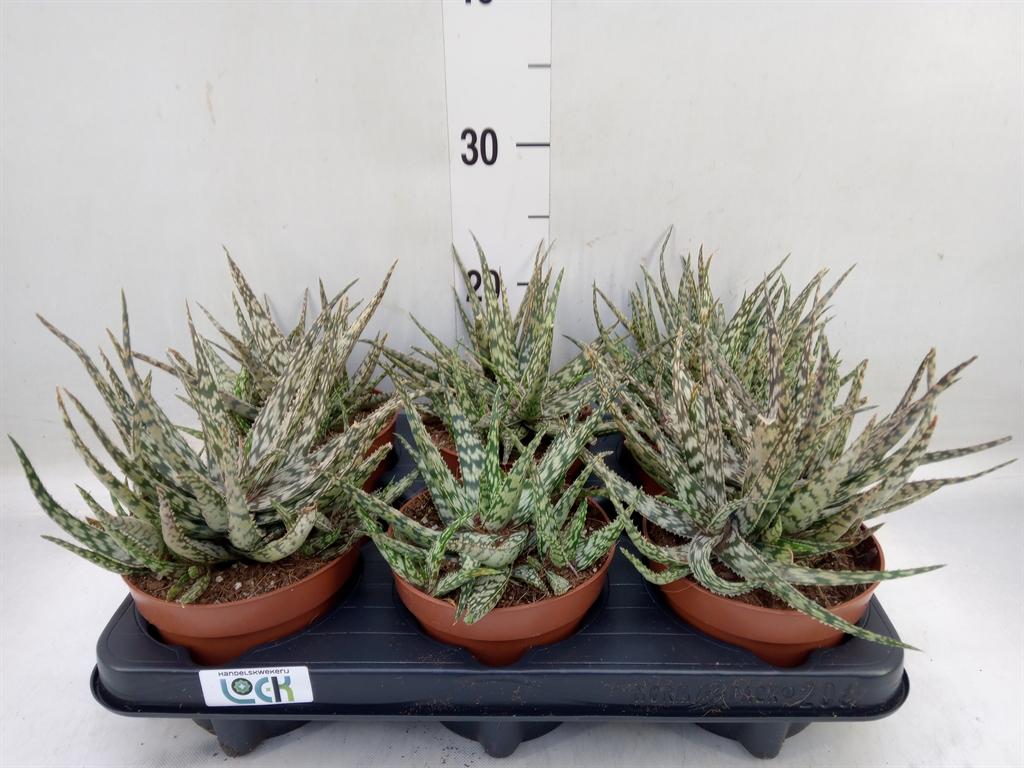 Горшечные цветы и растения оптом Aloe   ... от 6шт из Голландии с доставкой по России