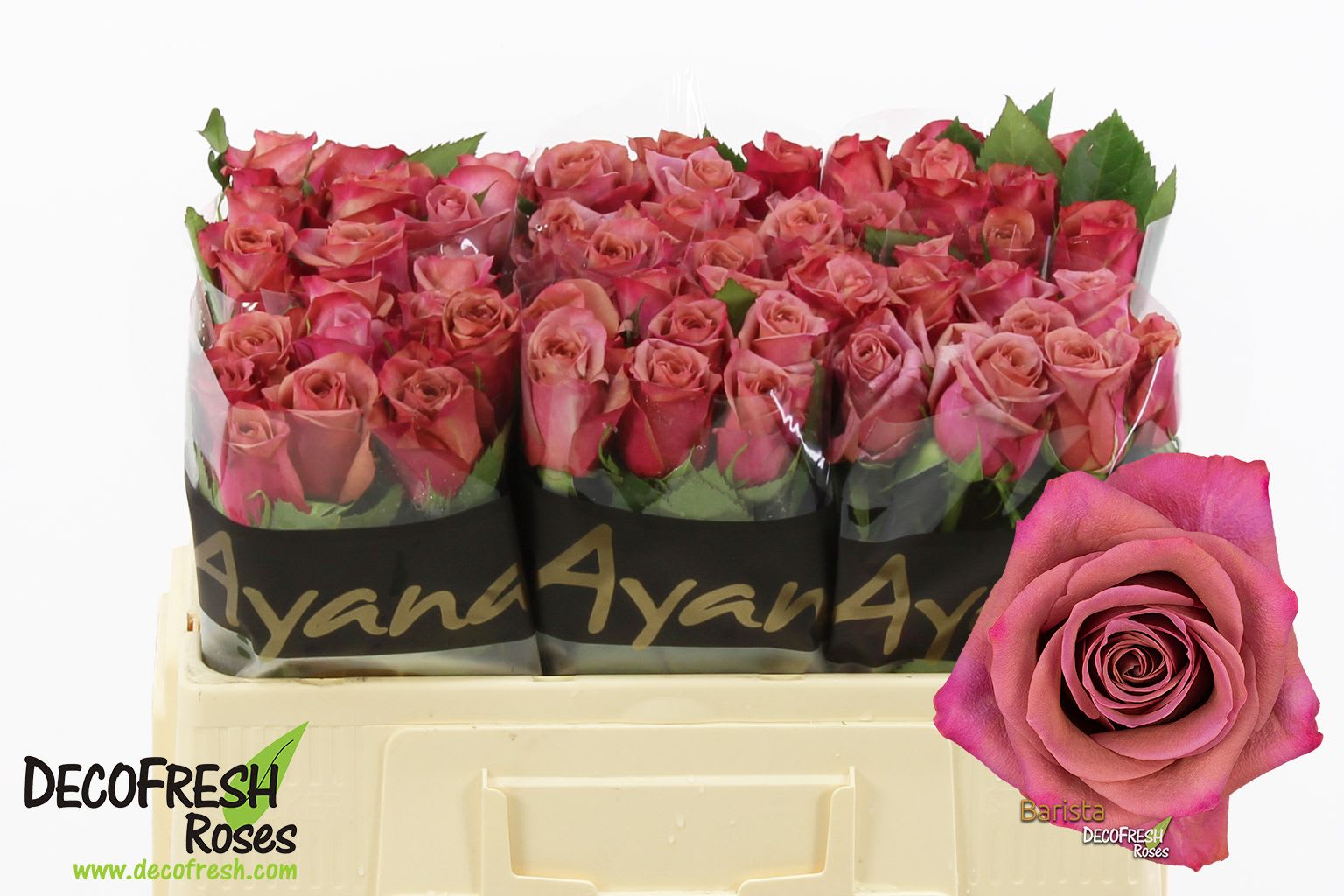 Срезанные цветы оптом Rosa large barista от 60шт из Голландии с доставкой по России