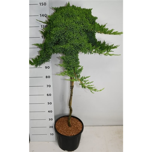 Горшечные цветы и растения оптом Juniperus Proc Nana On Stem от 1шт из Голландии с доставкой по России