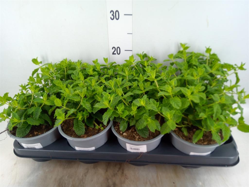 Горшечные цветы и растения оптом Mentha Spicata от 8шт из Голландии с доставкой по России