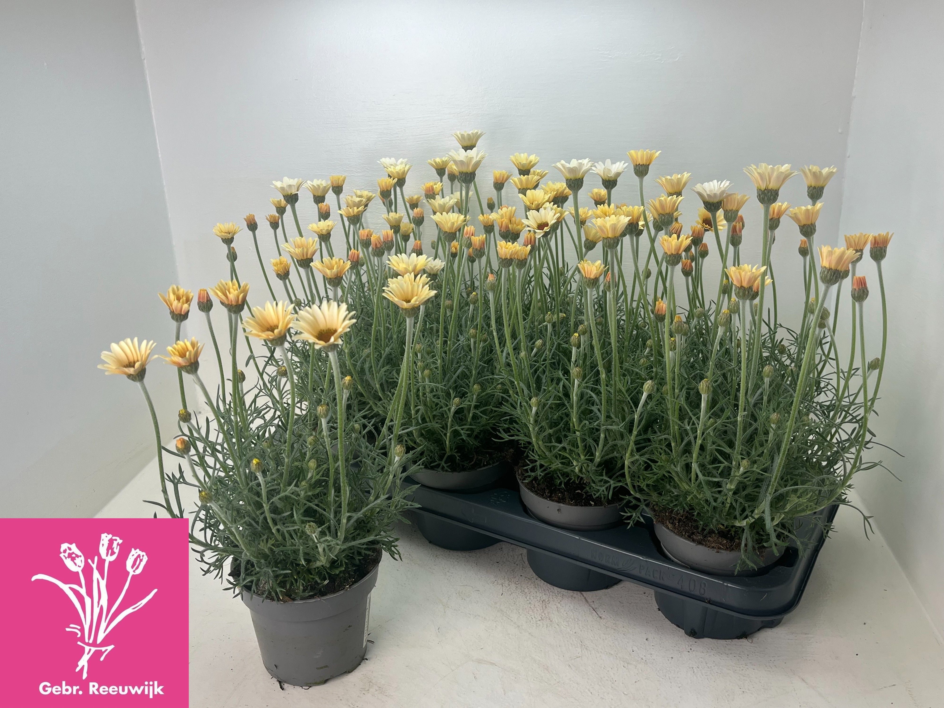 Горшечные цветы и растения оптом Rhodan H Zagora Yell от 8шт из Голландии с доставкой по России