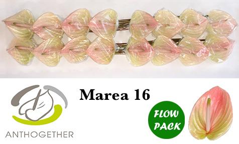 Срезанные цветы оптом Anthurium marea от 16шт из Голландии с доставкой по России