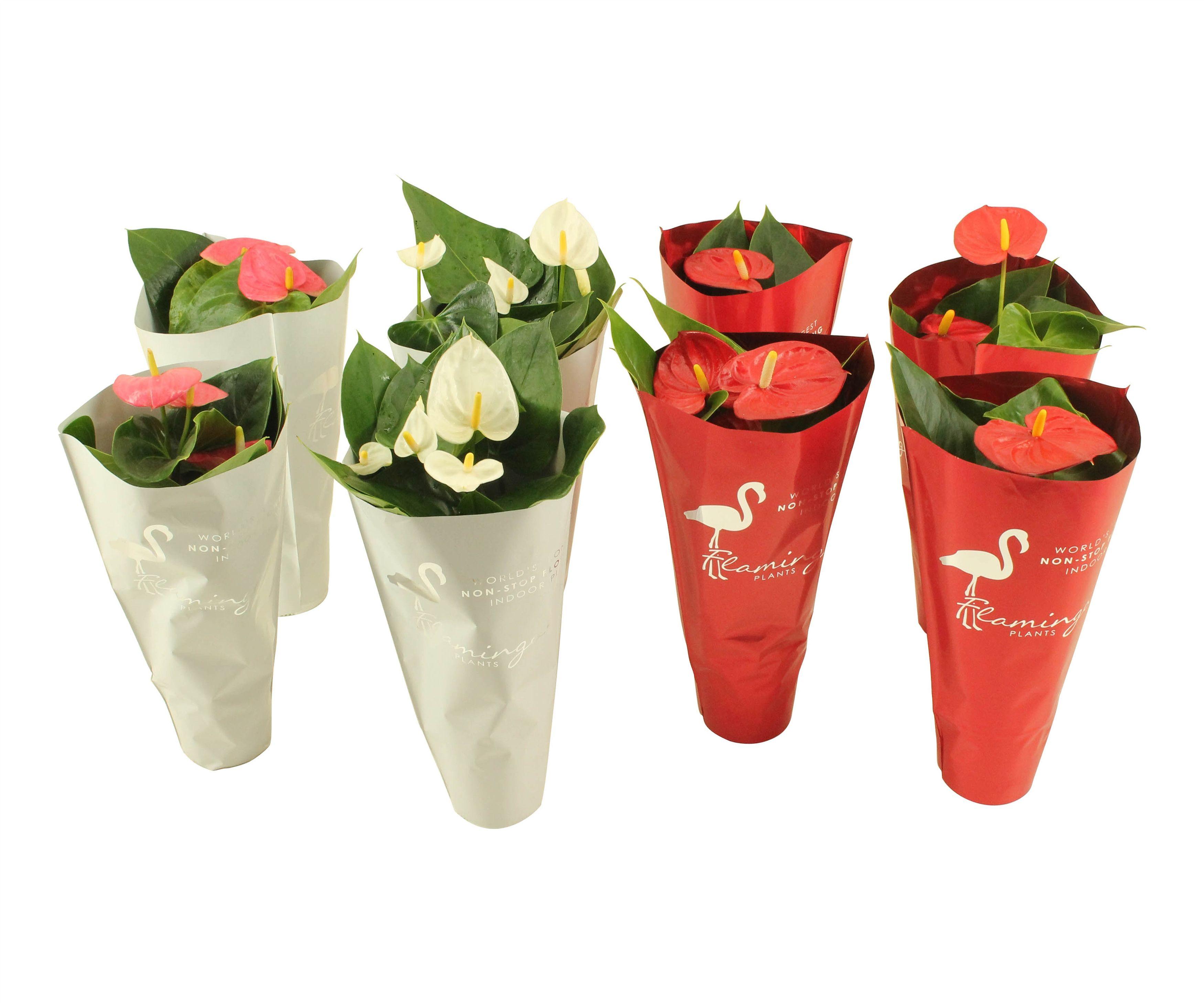 Горшечные цветы и растения оптом Anth An Mix 3+ Flamingo In Deco Sleeve от 12шт (для телеги) из Голландии с доставкой по России