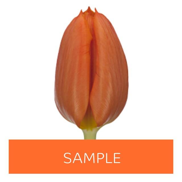 Срезанные цветы оптом Tulipa si (our choice) orange от 100шт из Голландии с доставкой по России