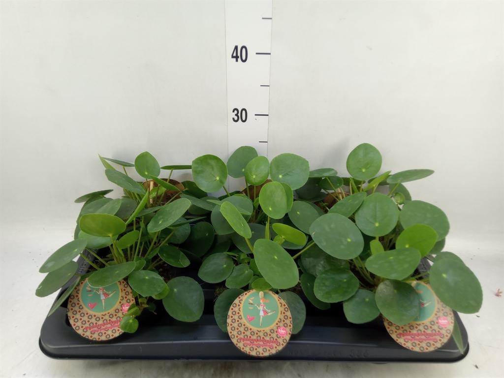 Горшечные цветы и растения оптом Pilea Peperomioides от 6шт из Голландии с доставкой по России