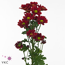 Срезанные цветы оптом Chrys sp redstart от 80шт из Голландии с доставкой по России