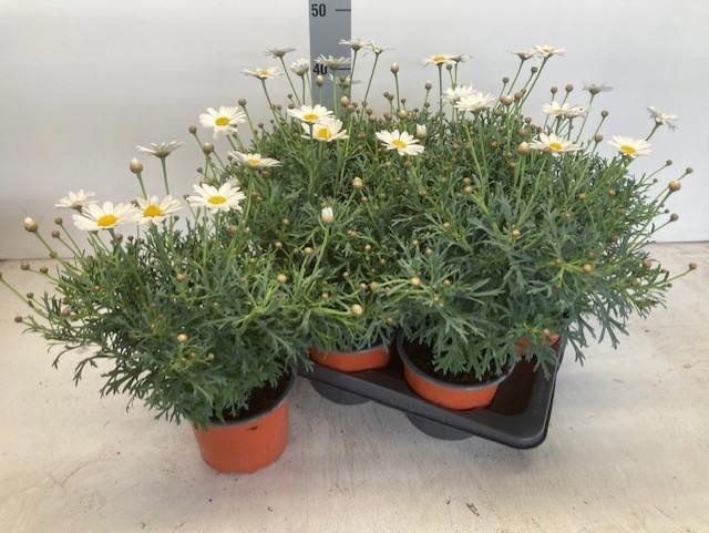 Горшечные цветы и растения оптом Arg Ov от 6шт из Голландии с доставкой по России