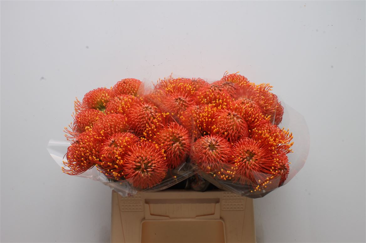 Срезанные цветы оптом Nutans gold dust от 30шт из Голландии с доставкой по России Срезанные цветы оптом Nutans gold dust от 30шт из Голландии с доставкой по России