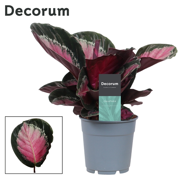 Горшечные цветы и растения оптом Calathea Rosy Roseo Picta (decorum) от 6шт из Голландии с доставкой по России