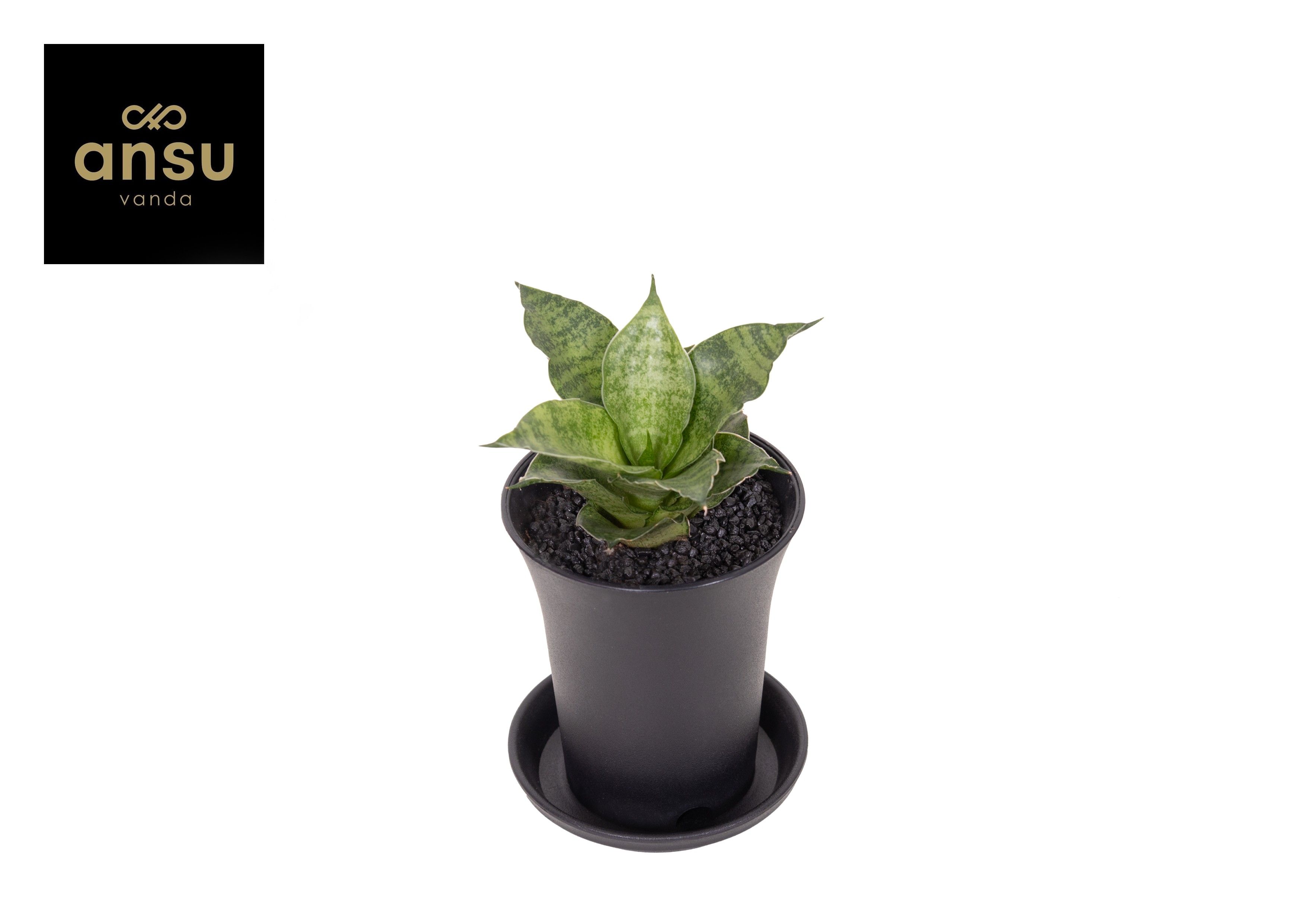 Горшечные цветы и растения оптом Sansevieria Star Mini Marbel от 9шт (для телеги) из Голландии с доставкой по России