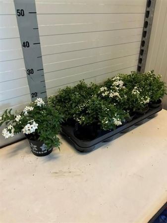 Горшечные цветы и растения оптом Solanum Jasminoides от 10шт из Голландии с доставкой по России