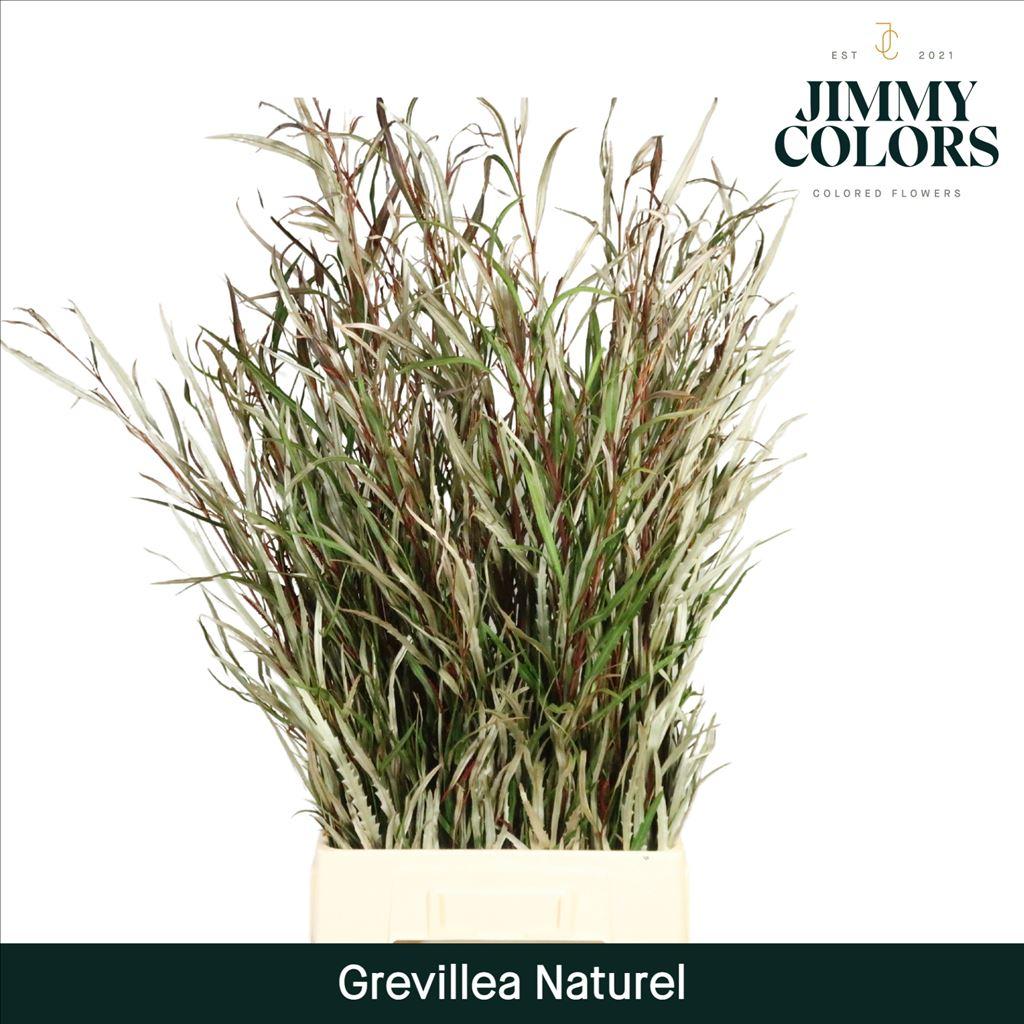 Срезанные цветы оптом Grevillea (bunch) Naturel от 10шт из Голландии с доставкой по России