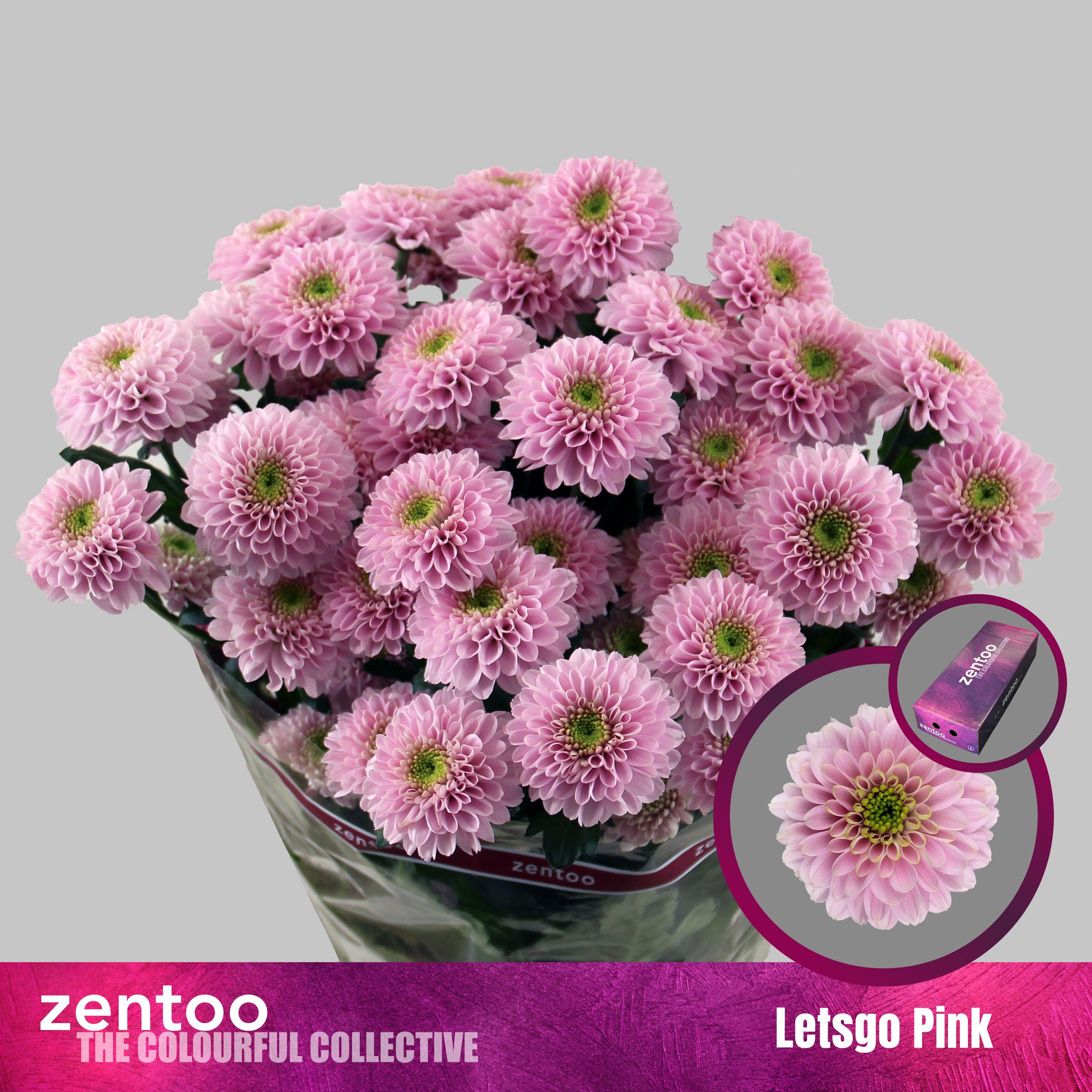 Срезанные цветы оптом Chrys sp letsgo pink от 160шт из Голландии с доставкой по России