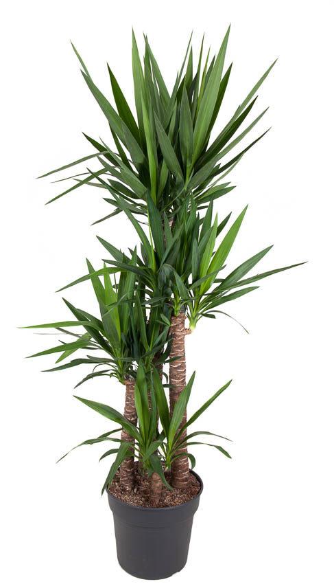 Горшечные цветы и растения оптом Yucca 120-90-60-30 3+ от 1шт из Голландии с доставкой по России