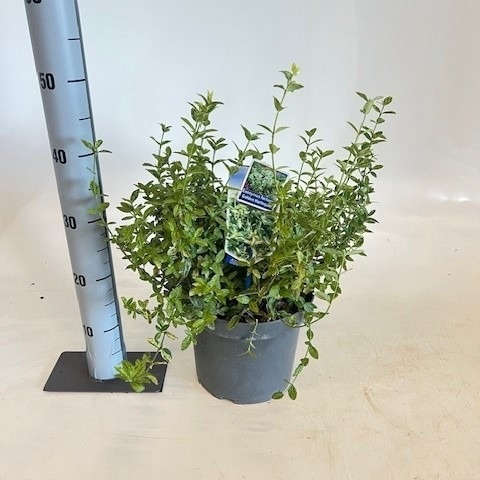 Горшечные цветы и растения оптом Euonymus Fo Gol Harl от 1шт из Голландии с доставкой по России