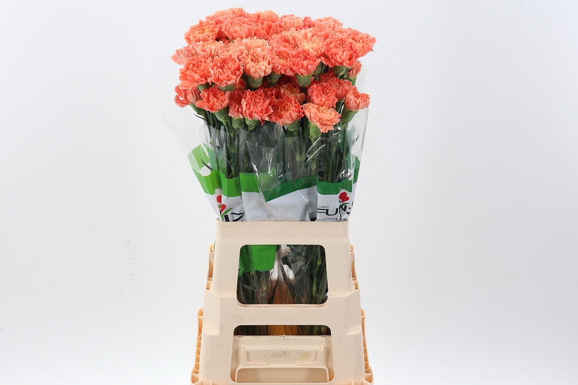 Срезанные цветы оптом Dianthus st hermes orange от 80шт из Голландии с доставкой по России