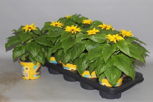 Горшечные цветы и растения оптом Heli Sunsation от 8шт из Голландии с доставкой по России