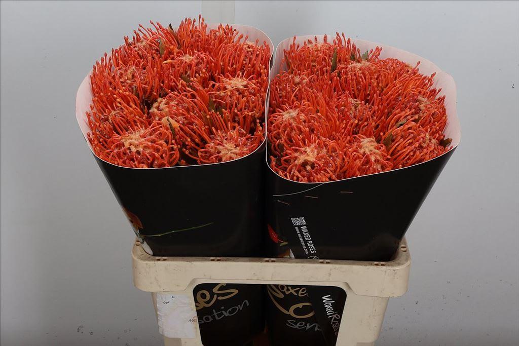 Срезанные цветы оптом Nutans wax versillia от 20шт из Голландии с доставкой по России