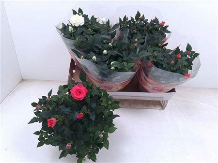 Горшечные цветы и растения оптом Ro Fav Ro Gem Schaal от 4шт из Голландии с доставкой по России