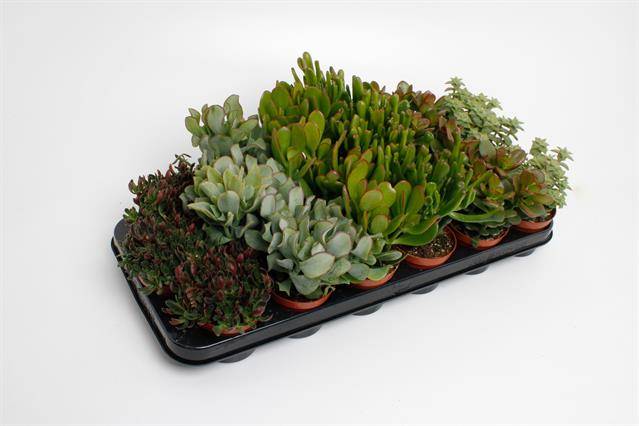 Горшечные цветы и растения оптом Crassula Mix от 12шт из Голландии с доставкой по России