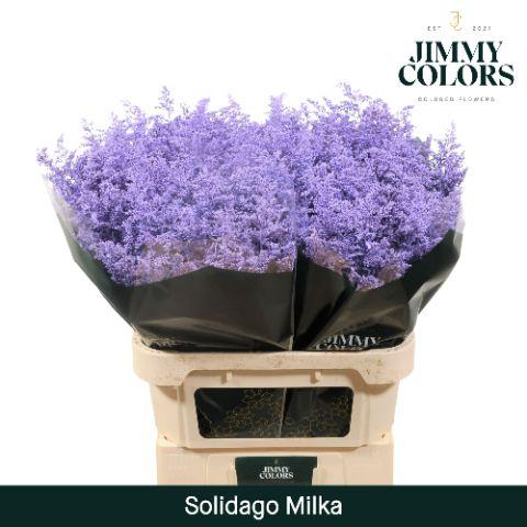 Срезанные цветы оптом Solidago paint milka от 100шт из Голландии с доставкой по России