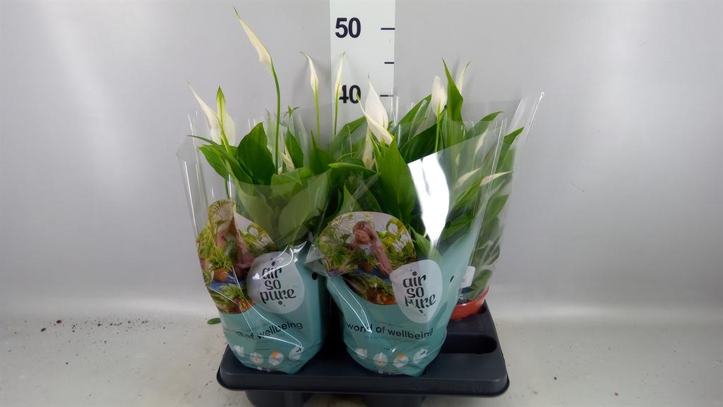 Горшечные цветы и растения оптом Spathiphyllum pearl Cupido от 4шт из Голландии с доставкой по России