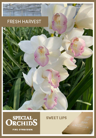 Срезанные цветы оптом Cymbidium white sweet lips от 4шт из Голландии с доставкой по России