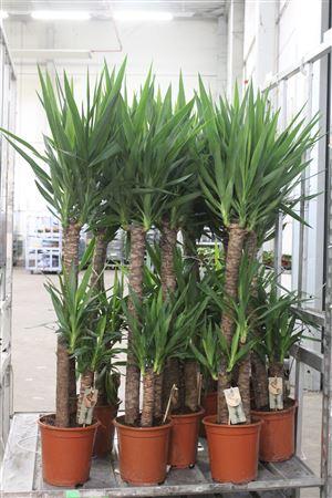 Горшечные цветы и растения оптом Yucca 90-45-20 Cm от 1шт из Голландии с доставкой по России