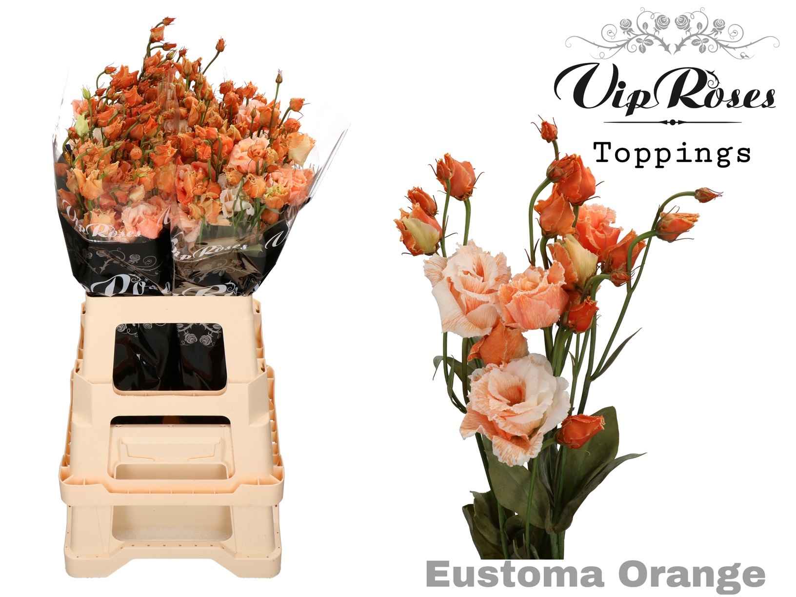 Срезанные цветы оптом Lisianthus do paint alissa orange от 20шт из Голландии с доставкой по России