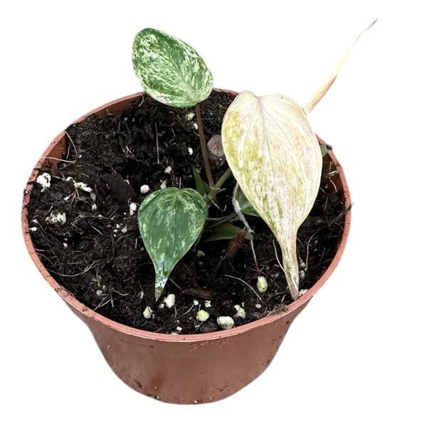Горшечные цветы и растения оптом Philodendron Micans Marble Variegata от 1шт из Голландии с доставкой по России