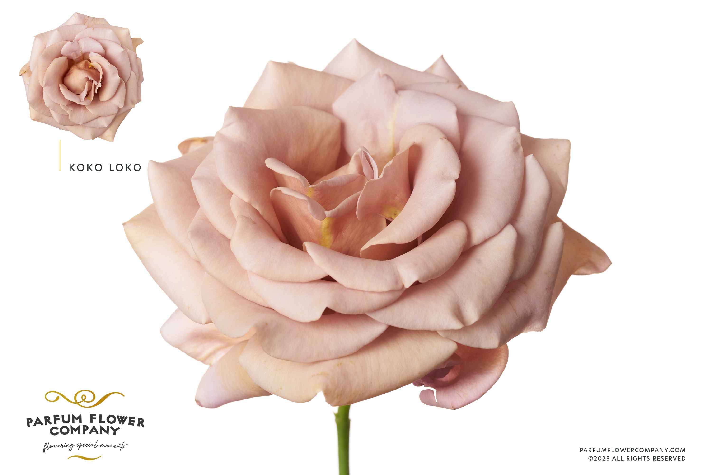 Срезанные цветы оптом Rosa la garden koko loko от 24шт из Голландии с доставкой по России