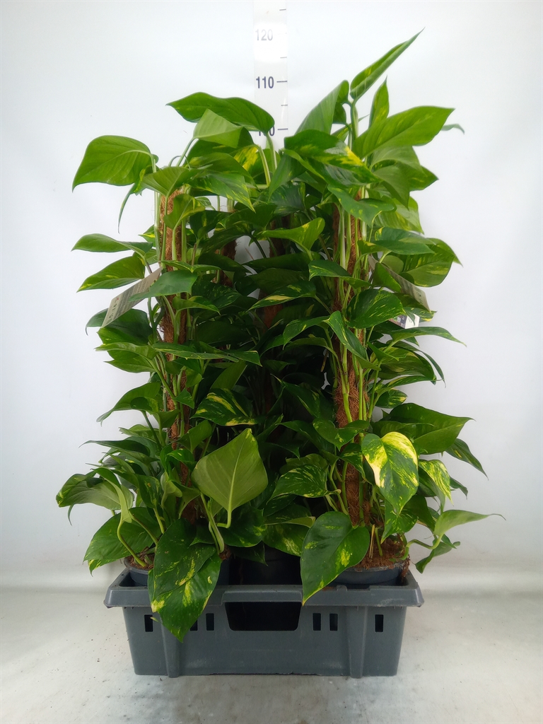 Горшечные цветы и растения оптом Epipremnum Pinn.   ...moss Stick от 5шт из Голландии с доставкой по России