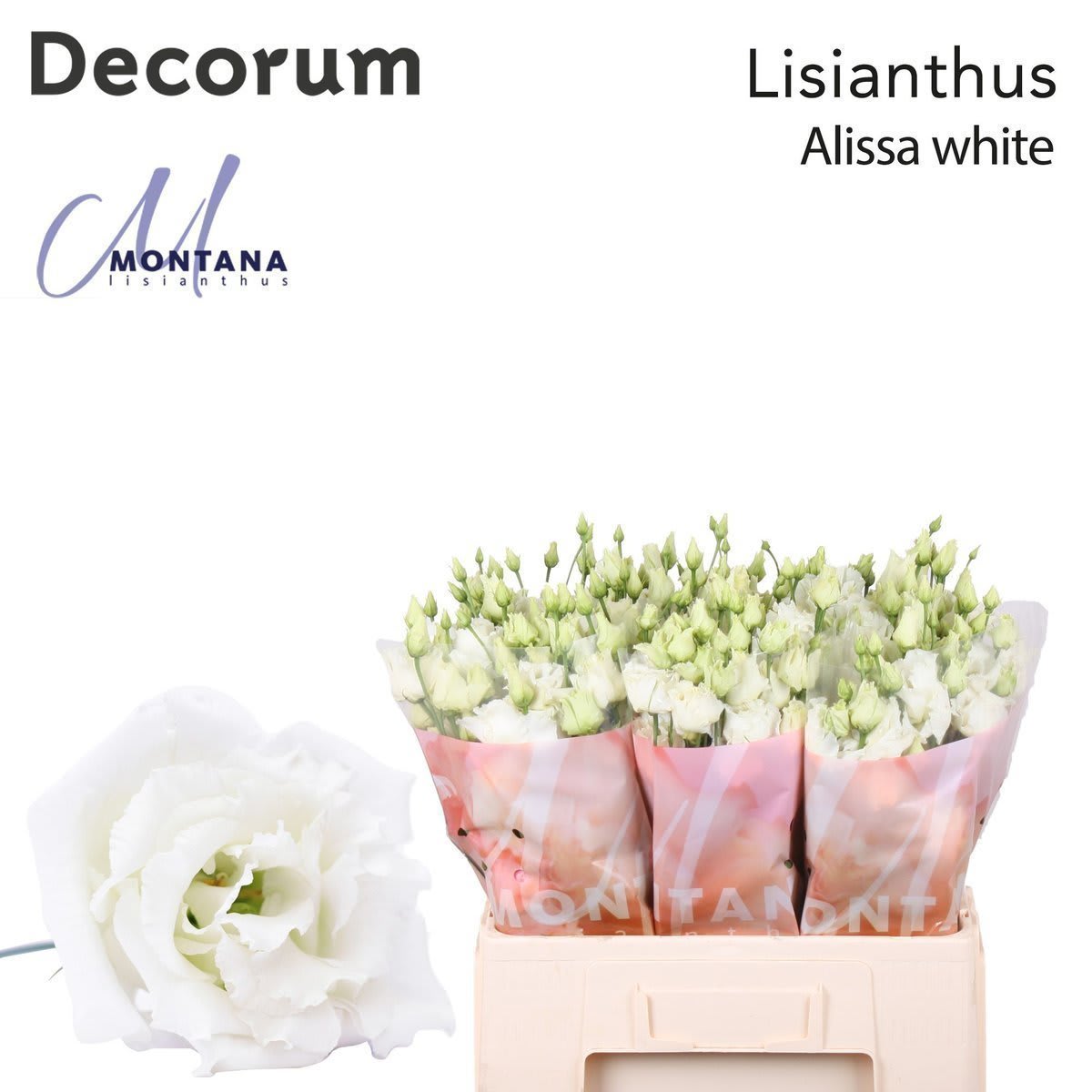 Срезанные цветы оптом Lisianthus do alissa white от 20шт из Голландии с доставкой по России
