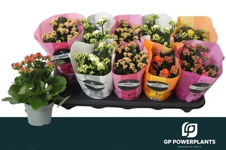 Горшечные цветы и растения оптом Kal Ge Perf Mix от 10шт из Голландии с доставкой по России