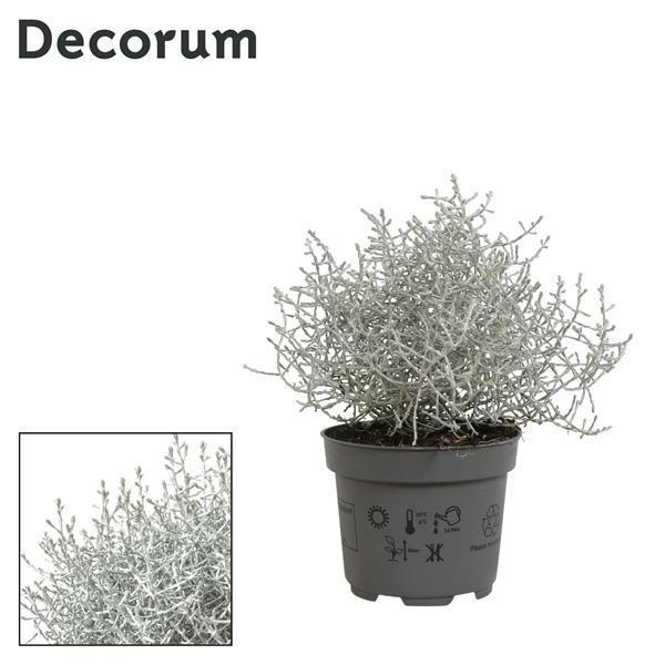 Горшечные цветы и растения оптом Leucophyta Brownii от 12шт из Голландии с доставкой по России