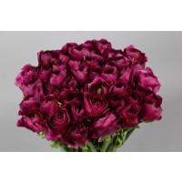 Срезанные цветы оптом Ranunculus clooney sherry от 50шт. из Голландии с доставкой по России
