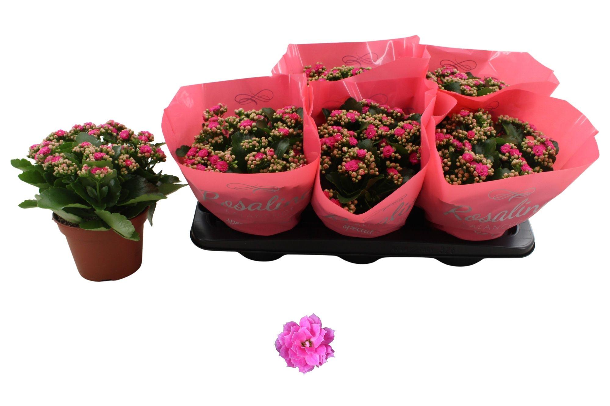 Горшечные цветы и растения оптом Kal Ge Nando Pink от 6шт из Голландии с доставкой по России