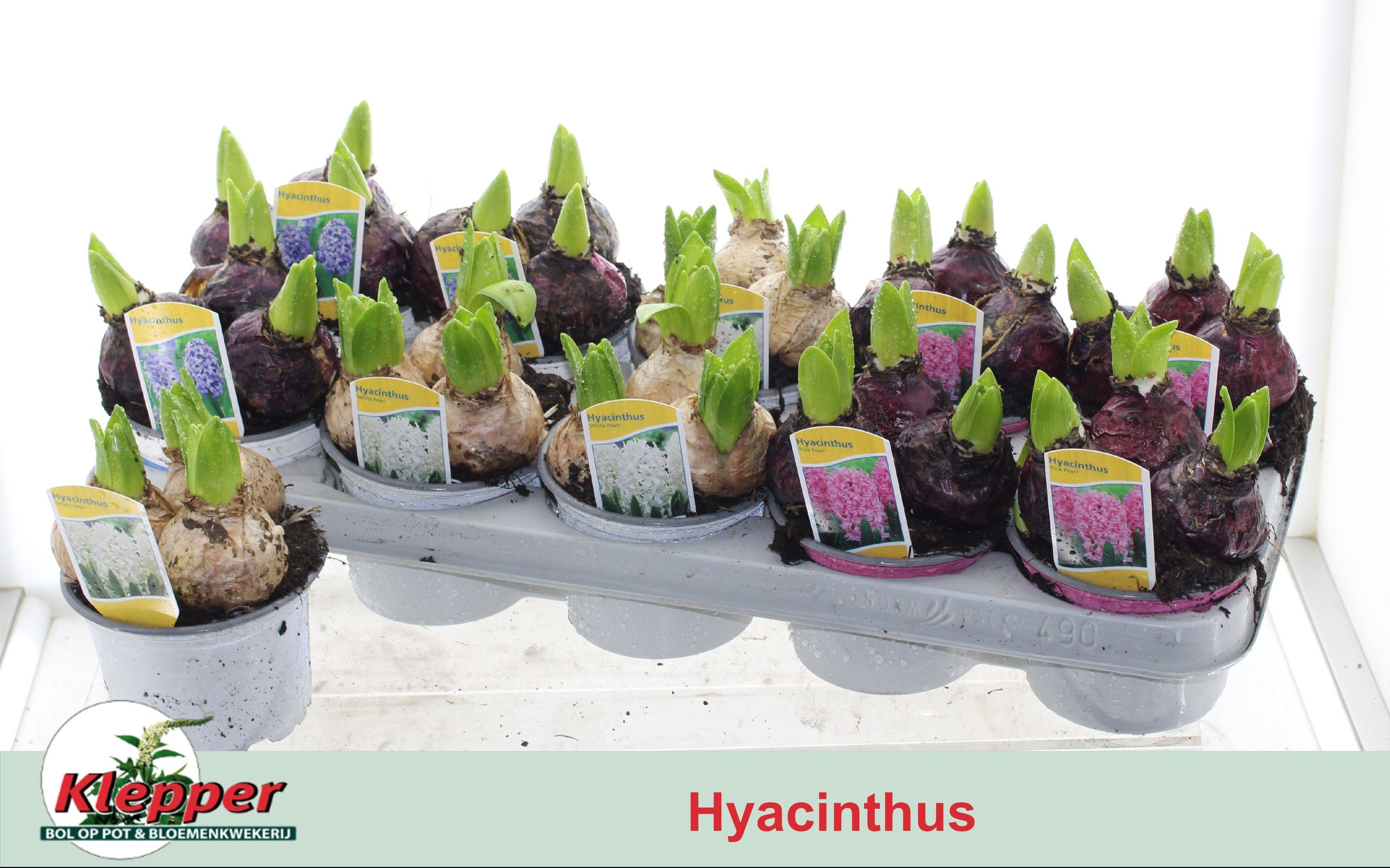 Горшечные цветы и растения оптом Hyacin Gem 3 Kl от 10шт из Голландии с доставкой по России